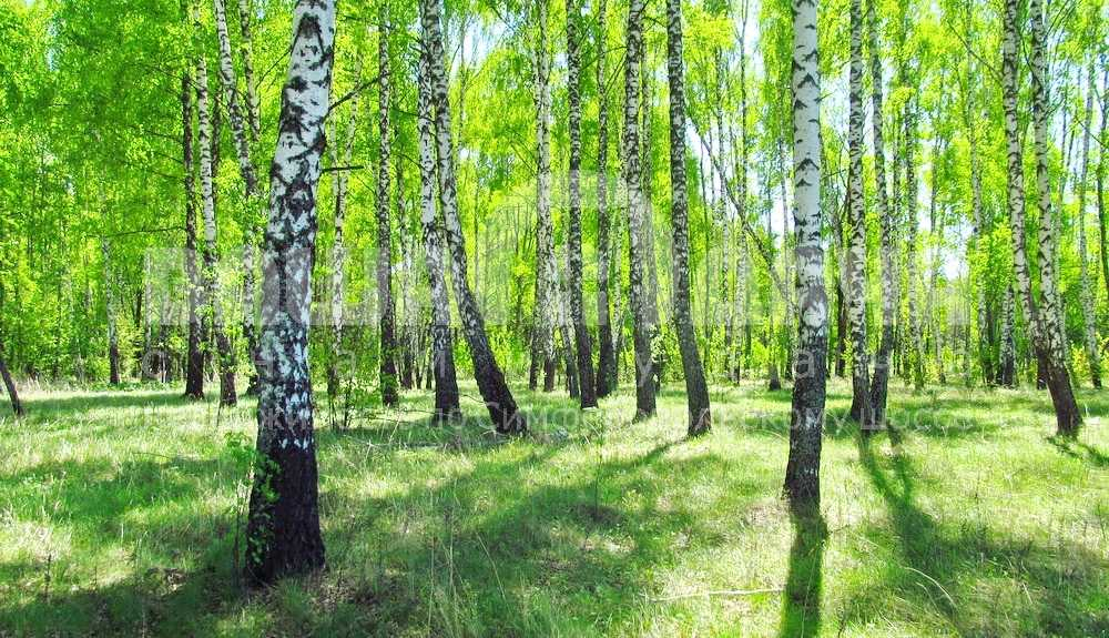 Участок в жилой деревне по привлекательной цене!