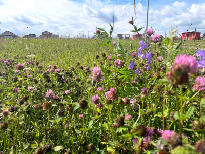 Васильково