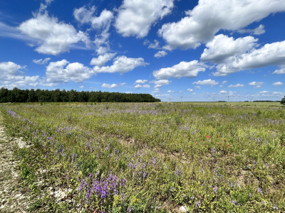 Дмитриевское