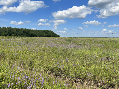 Дмитриевское