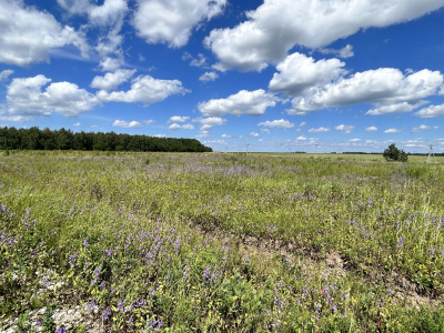 Дмитриевское