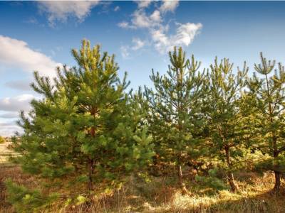 Незабудкино