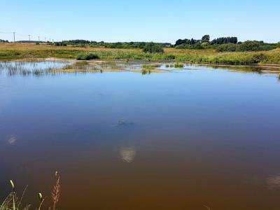 Незабудкино