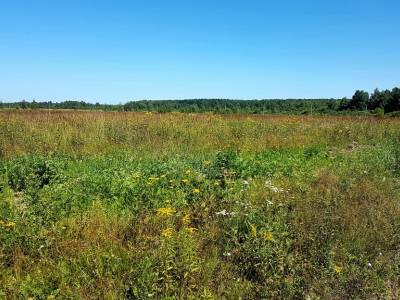 Незабудкино