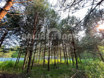 Пашково Эко