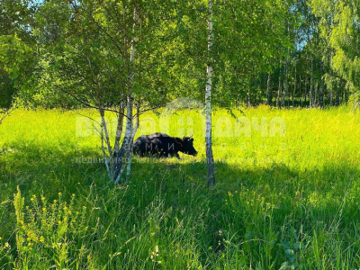 Пашково Эко