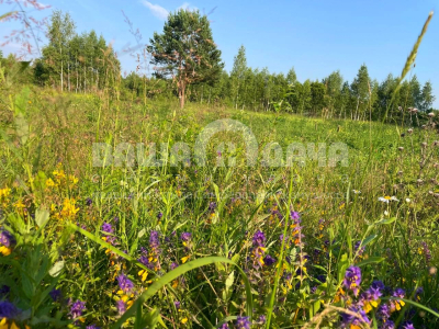 Пашково Эко