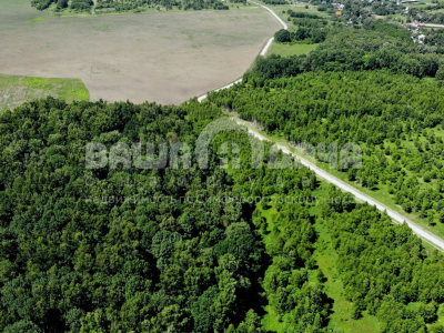 Домнино Эко