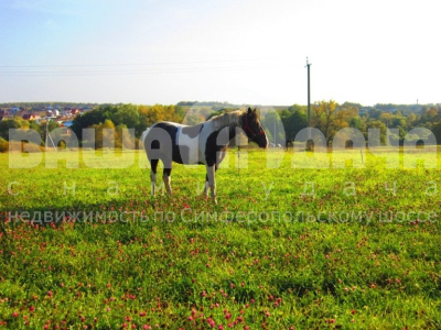 Домнино Эко