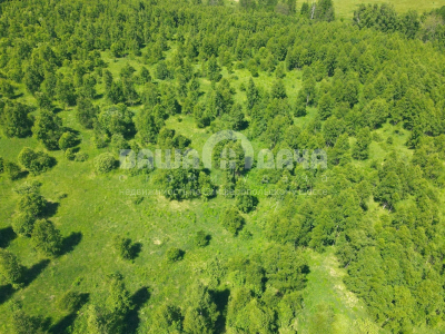 Домнино Эко