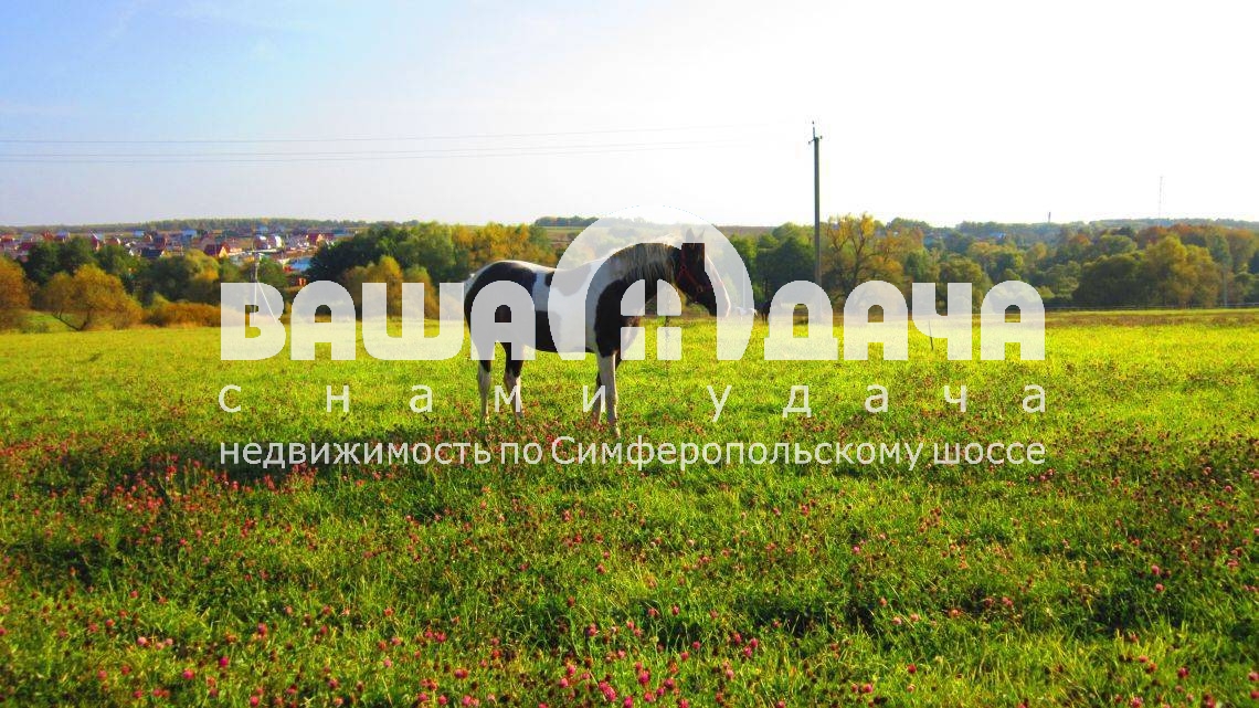 Конюшня возле поселка